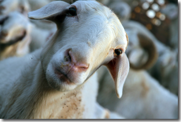 别看我是一只羊---口琴版