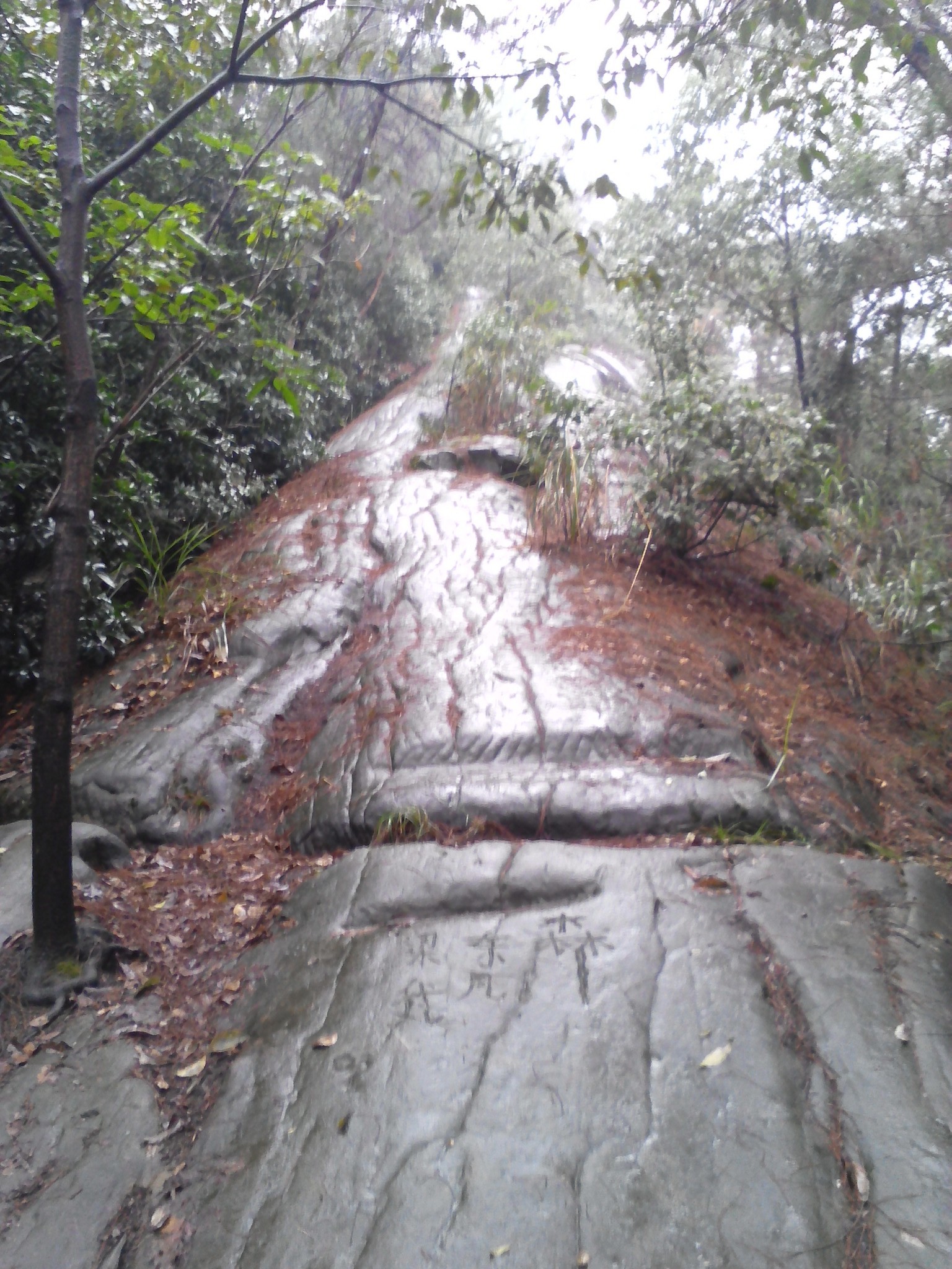 雨游大渡口区森林公园