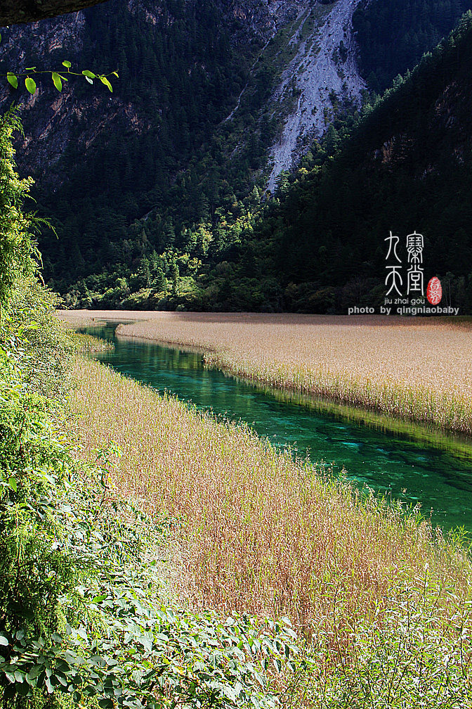 九寨沟 芦苇海       