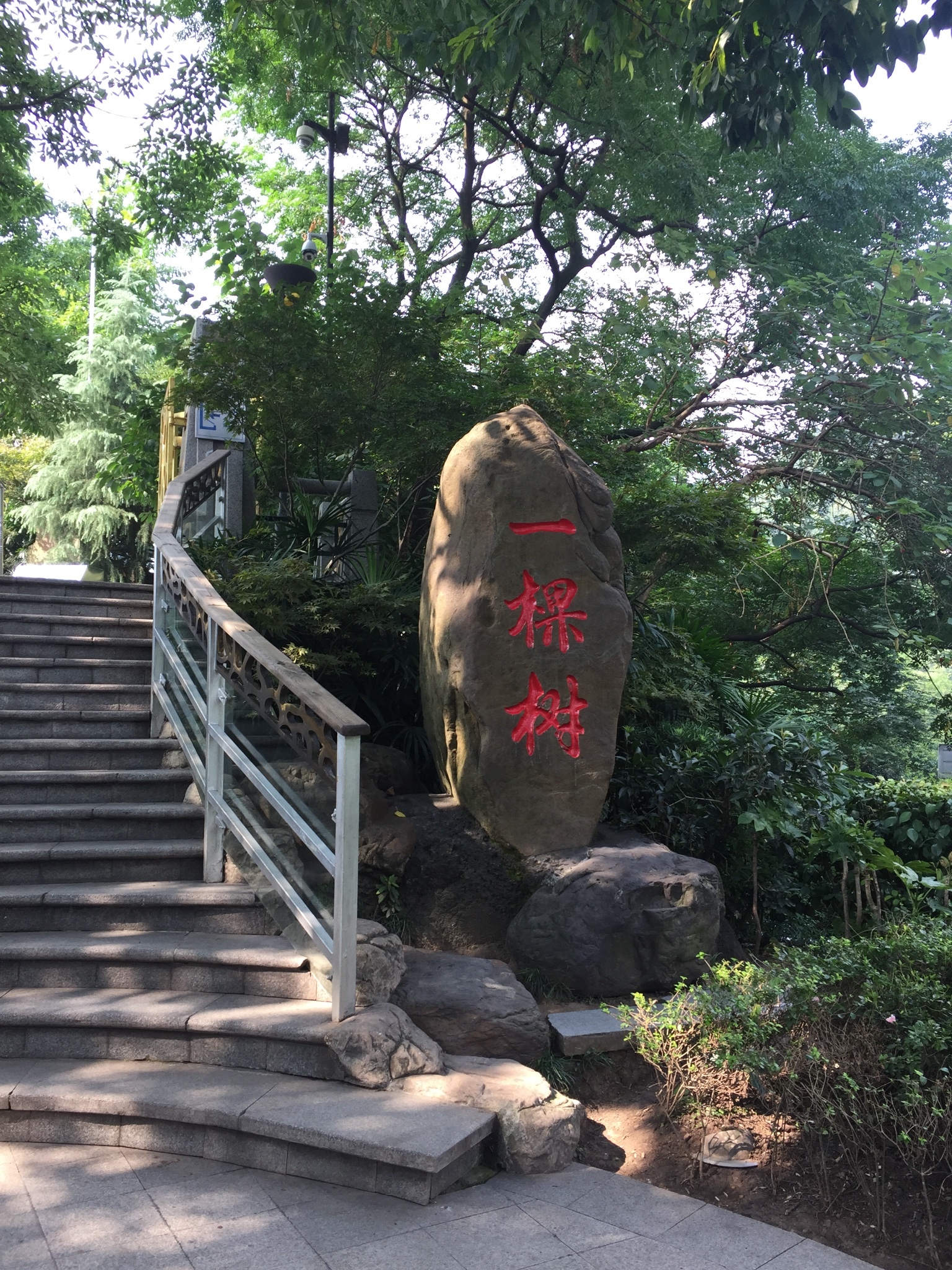 南山一棵树观景园       