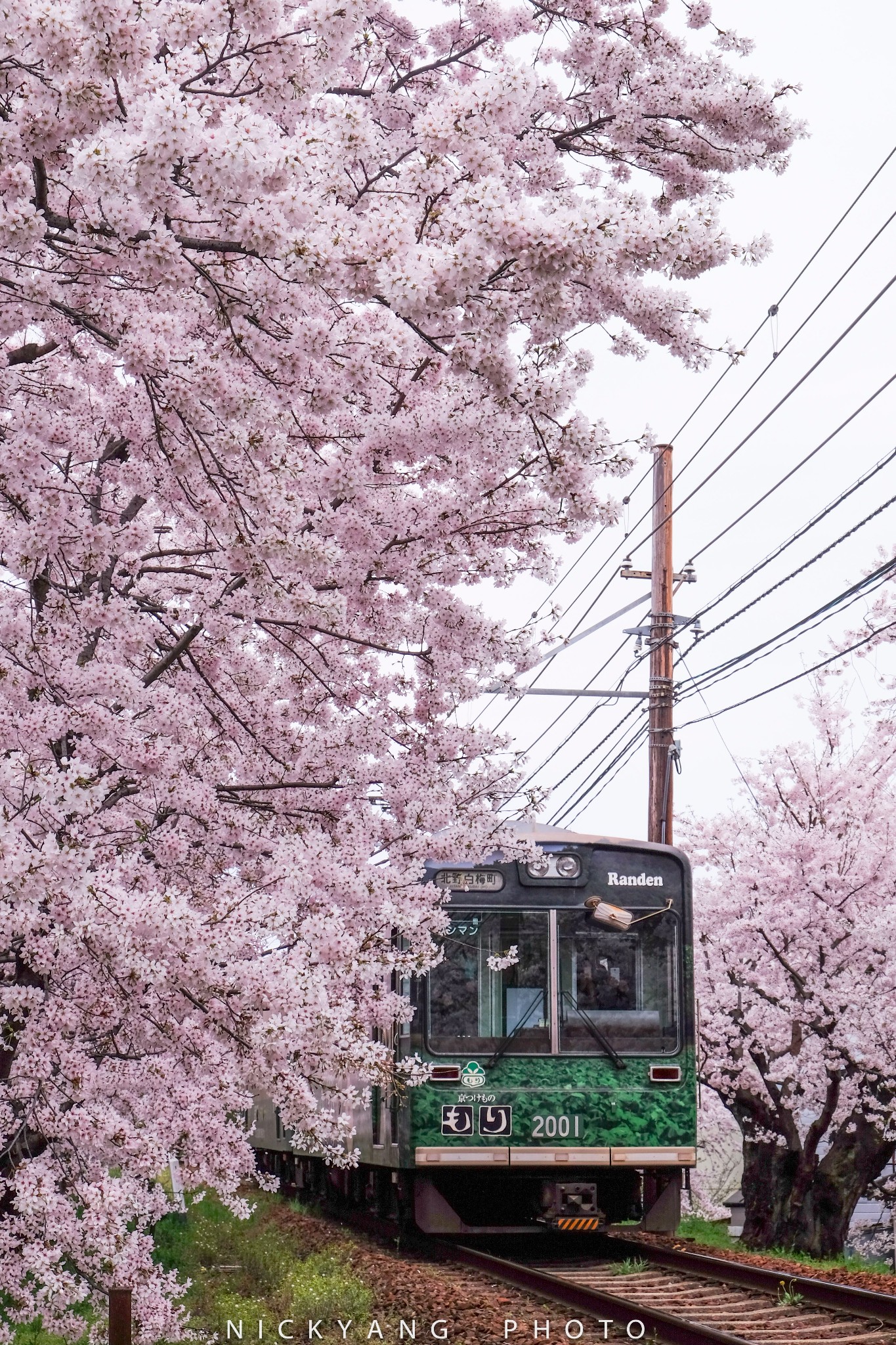 都超好看啊 当然,日本的火车不是都是这样非常非常美丽的樱花火车哦