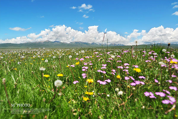 【若尔盖概况】若尔盖概况 - 马蜂窝