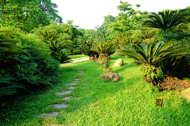 8月8立秋日,廣州華南植物園半日遊記隨筆(2015)